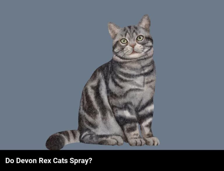 Stop Wondering – Do Devon Rex Cats Spray?