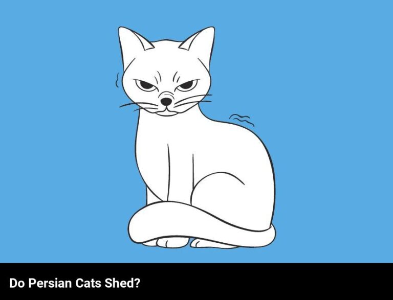 Do Persian Kittens Shed A Lot?
