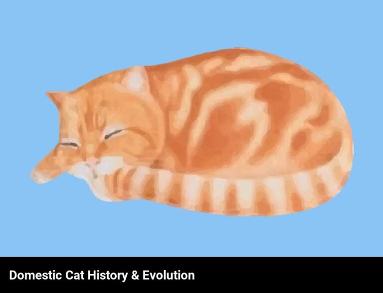 The History And Evolution Of Domestic Cats
