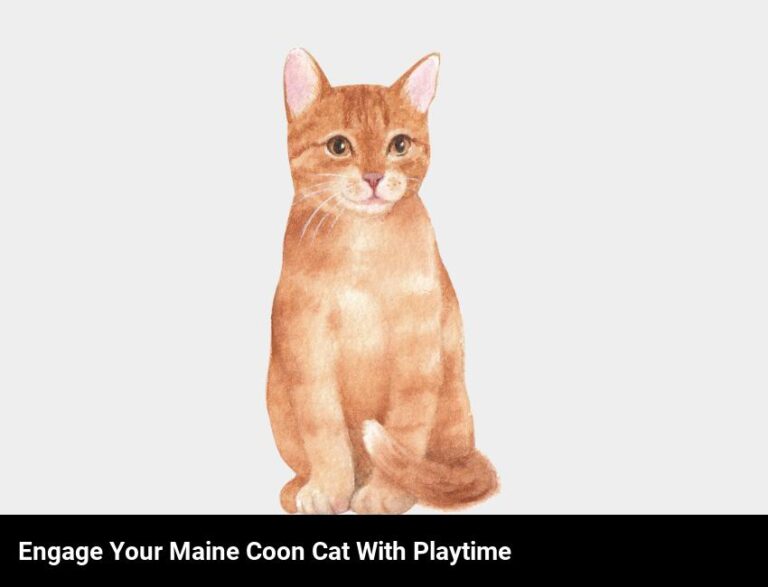 Keep Your Maine Coon Cat Active And Engaged With Playtime