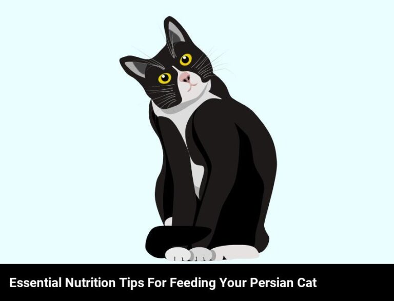 Feeding Your Persian Cat: Essential Nutrition Tips