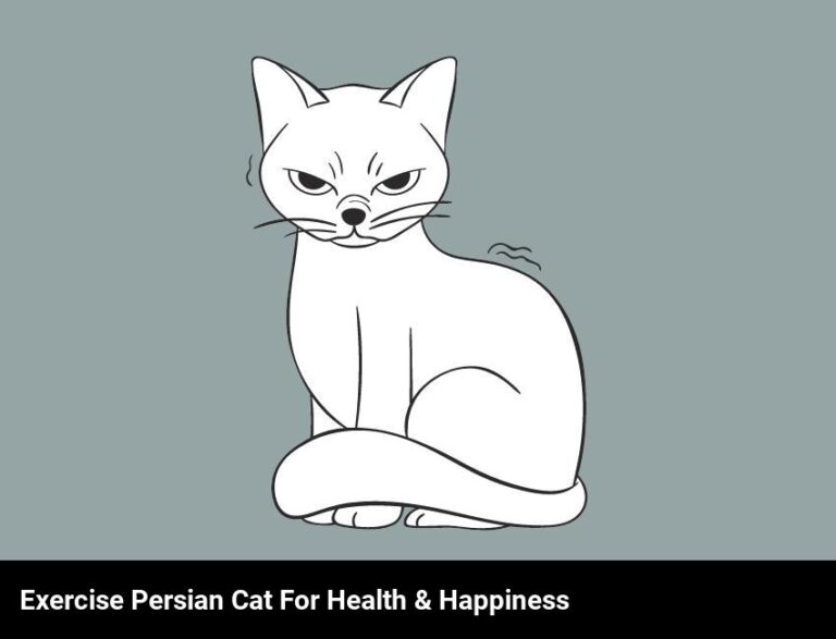 Exercising Your Persian Cat For Health And Happiness