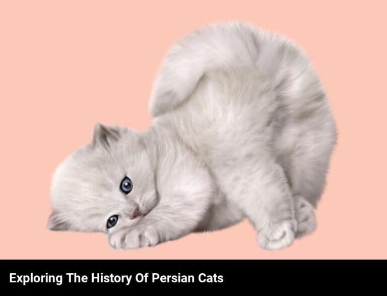 Exploring The History Of The Graceful Persian Cat