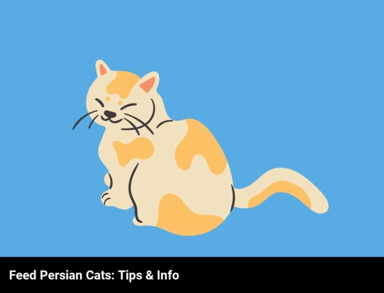 Feeding Persian Cats: What You Need To Know
