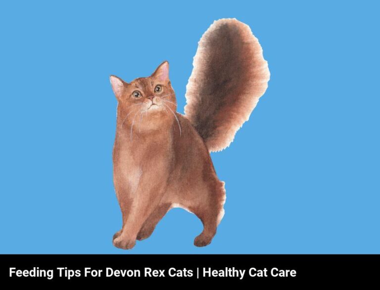 Feeding Tips For Devon Rex Cats | How To Keep Your Devon Rex Cat Healthy