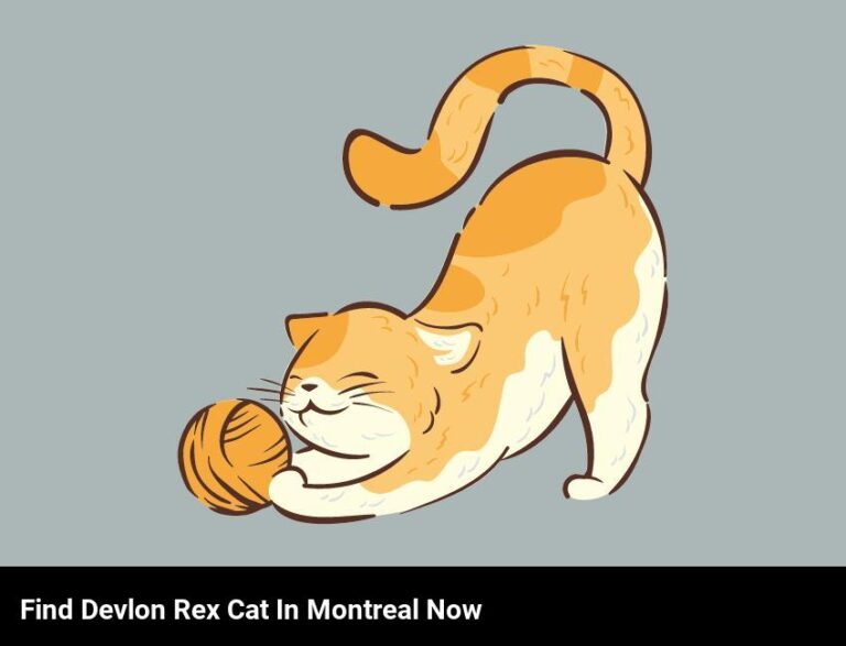 Find A Loving Devlon Rex Cat In Montreal Today