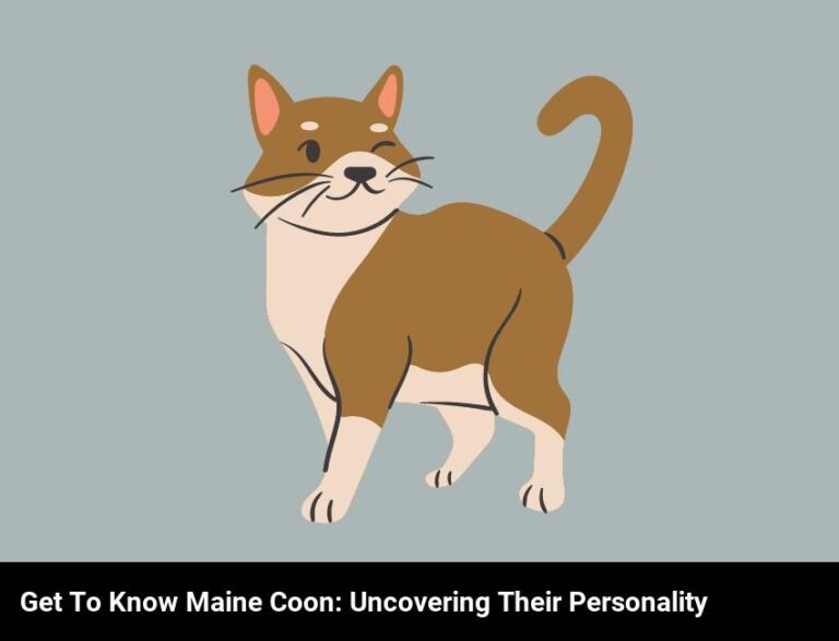 Get To Know The Gentle Giant: Uncovering The Personality Of The Maine Coon