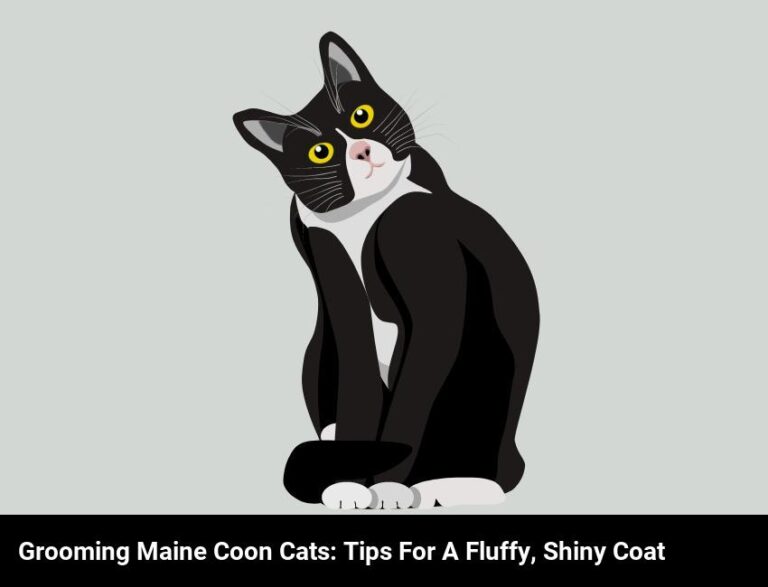 Grooming A Maine Coon Cat: Tips For A Fluffy, Shiny Coat