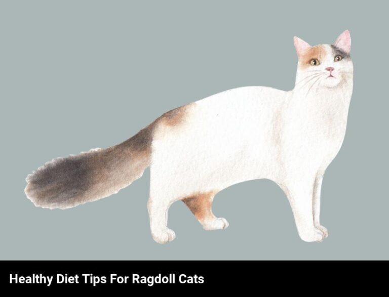 Healthy Diet Tips For Ragdoll Cats: Nutrition And Diet Advice