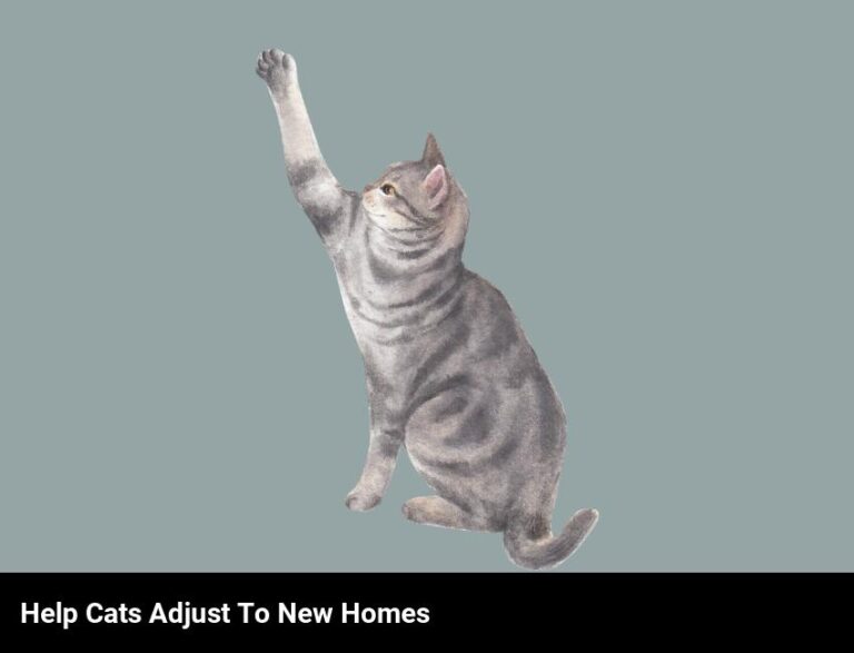 How To Help Your Cat Adapt To A New Home