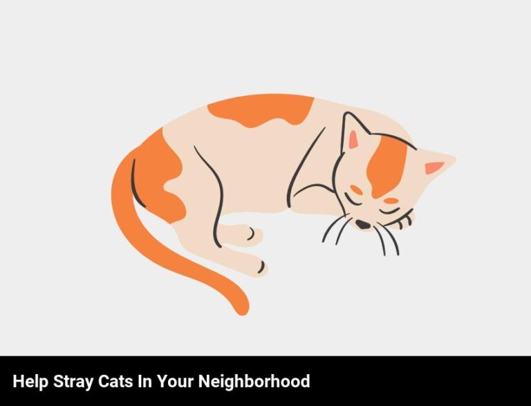How To Help Stray Cats In Your Neighborhood