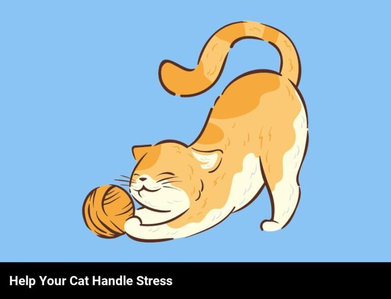 How To Help Your Cat Handle Stress