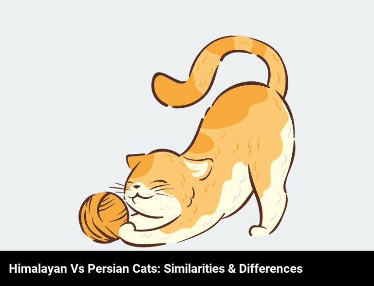 Are Himalayan And Persian Cats The Same?