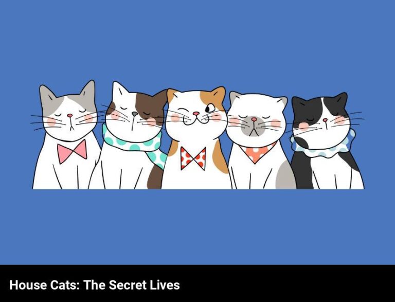 The Secret Lives Of House Cats