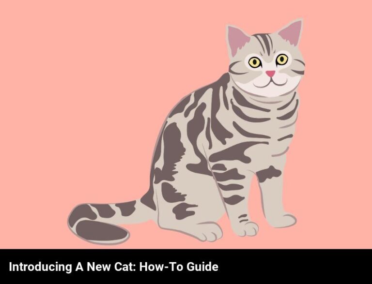 How To Introduce A New Cat To Your Household