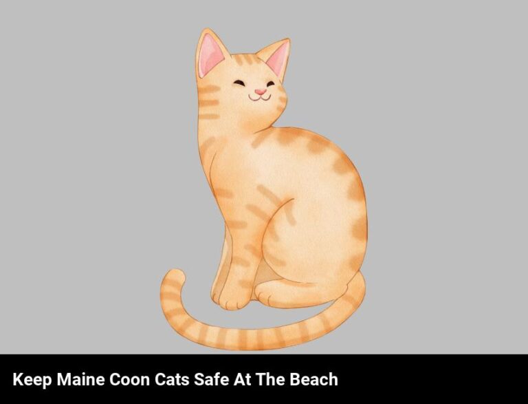 Keep Your Maine Coon Cat Safe And Happy At The Beach