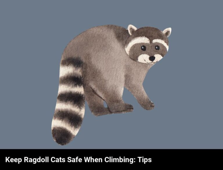 Keep Your Ragdoll Cat Safe While Climbing – Tips & Advice