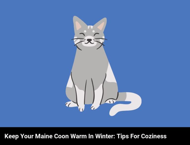 Keep Your Maine Coon Cat Warm In Winter: Tips For Staying Cozy
