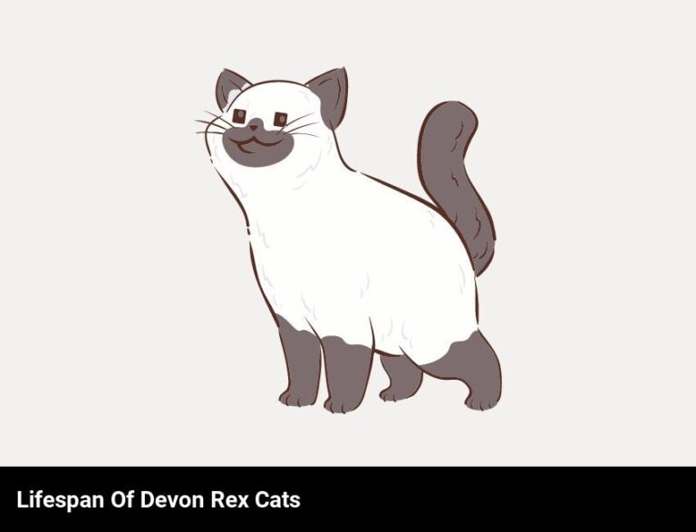 How Long Is The Lifespan Of A Devon Rex Cat?