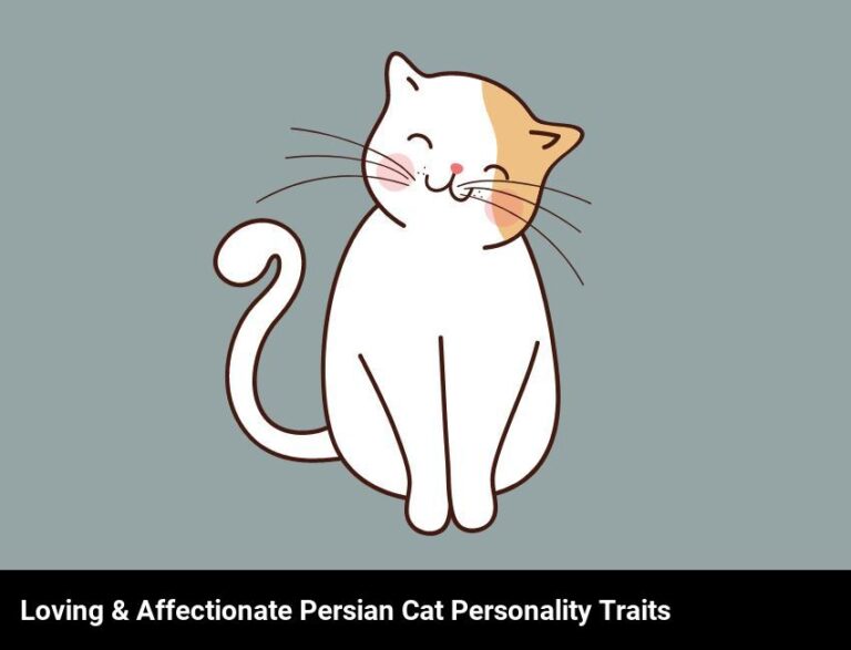 Personality Traits Of The Loving And Affectionate Persian Cat