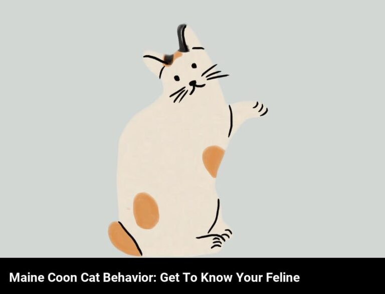 Get To Know Your Maine Coon Cat: Understanding Feline Behavior