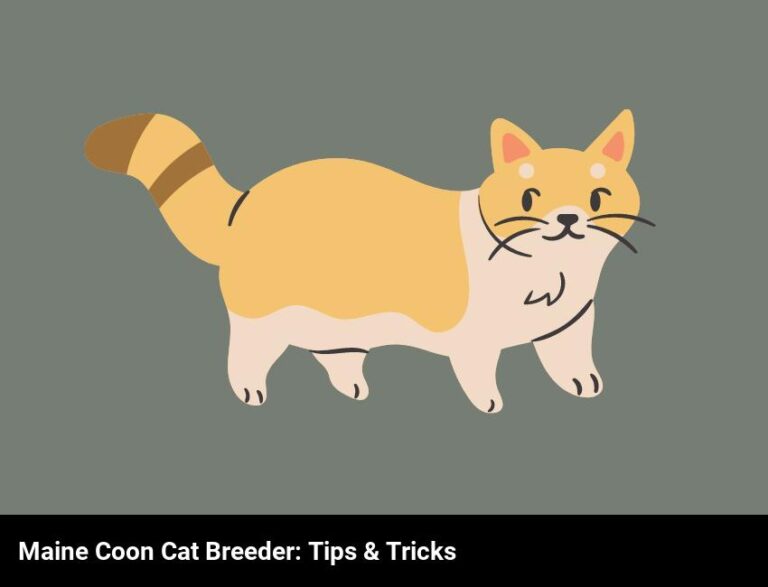 Find The Perfect Maine Coon Cat Breeder: Tips And Tricks