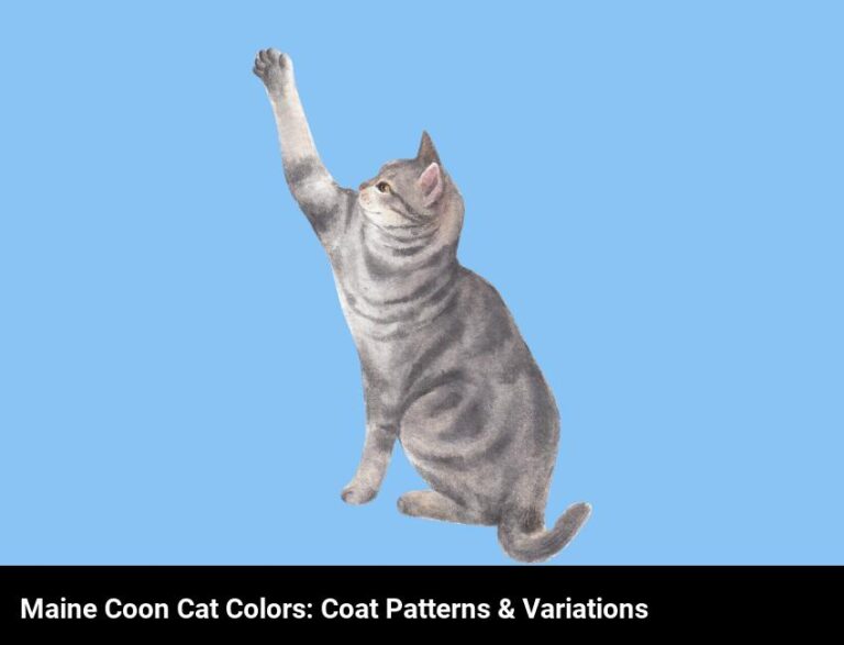 Maine Coon Cat Colors Guide: Coat Patterns & Variations Explained