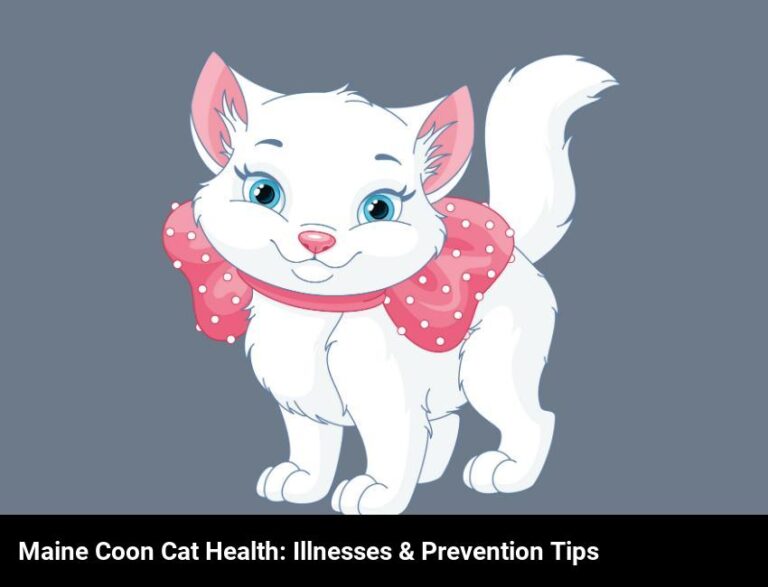 Maine Coon Cat Health: Common Illnesses And Prevention Tips