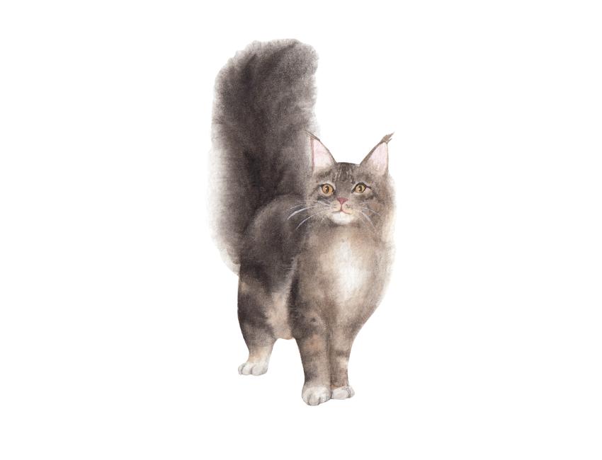 Best Family Cat Breeds: Maine Coon Cats