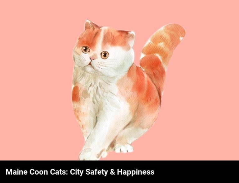 Maine Coon Cats: Keeping Your Feline Friend Safe And Happy In The City