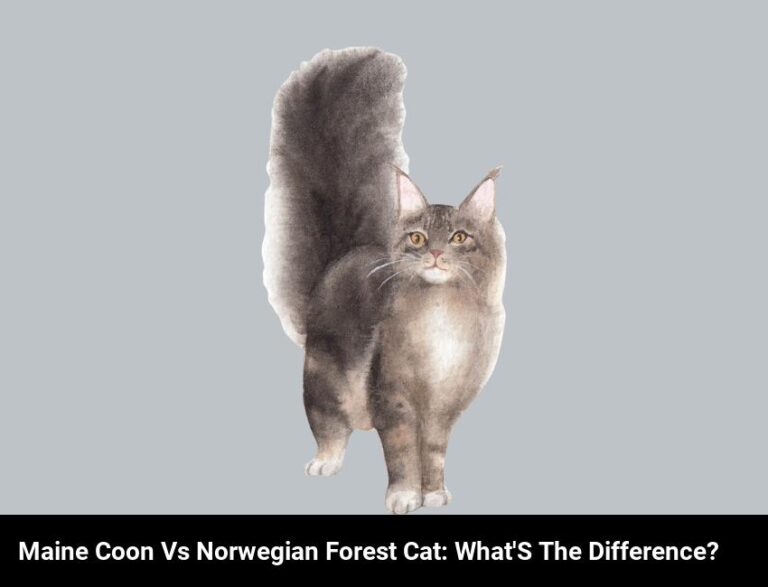 What’s The Difference Between Maine Coon And Norwegian Forest Cat?