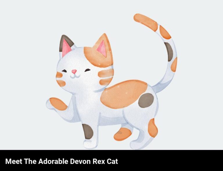 Get To Know The Elfin-Like Devon Rex Cat