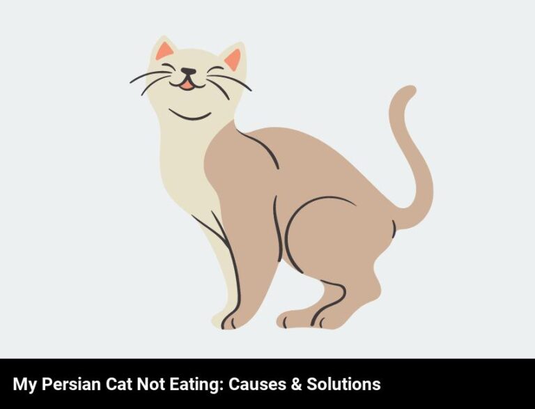 Why Is My Persian Cat Refusing To Eat?