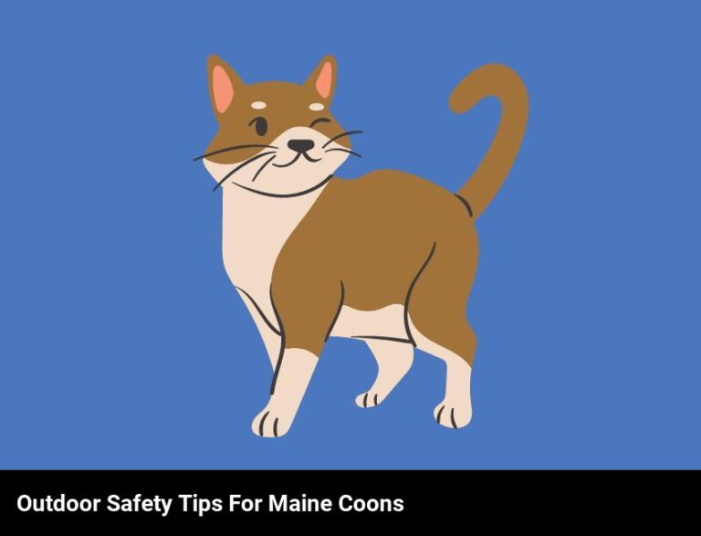 Safety Tips For Maine Coon Cats Outdoors