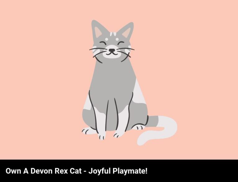 Discover The Joys Of Owning A Devon Rex Cat – Fun And Playful Companion!