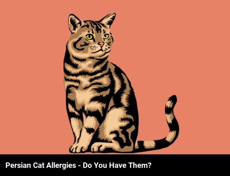 Do You Have Persian Cat Allergies?