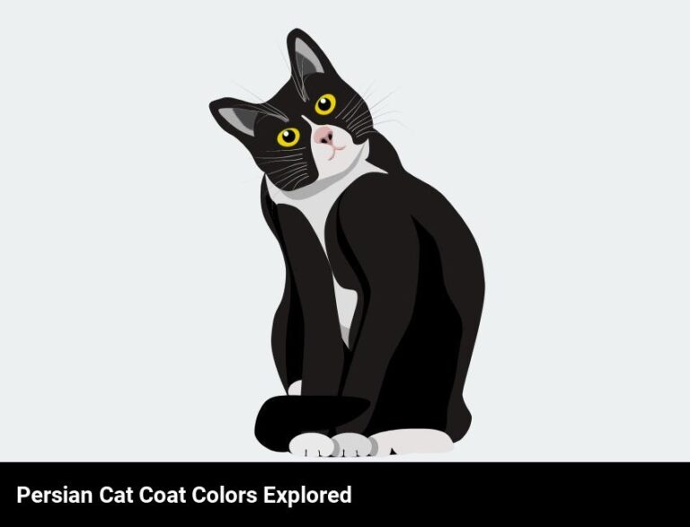 Explore The Vibrant Coat Colors Of Persian Cats