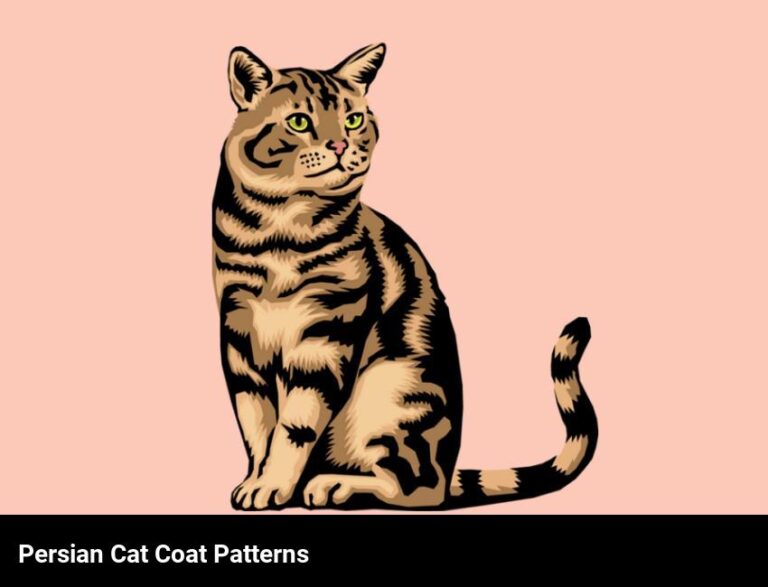 Types Of Persian Cat Coat Patterns