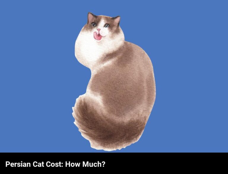 How Much Does A Persian Cat Cost?