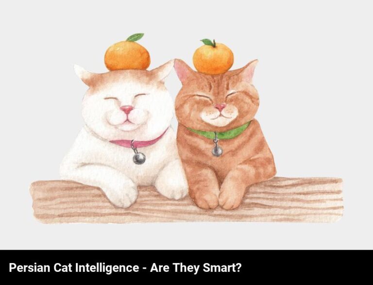 Are Persian Cats Smart: Understand Their Intelligence