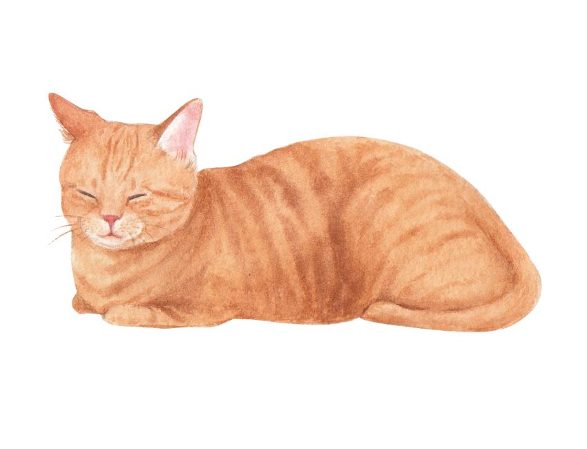 Persian Cat Litter - Best Options