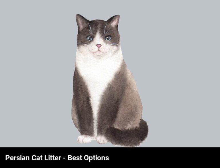 The Best Persian Cat Litter Options