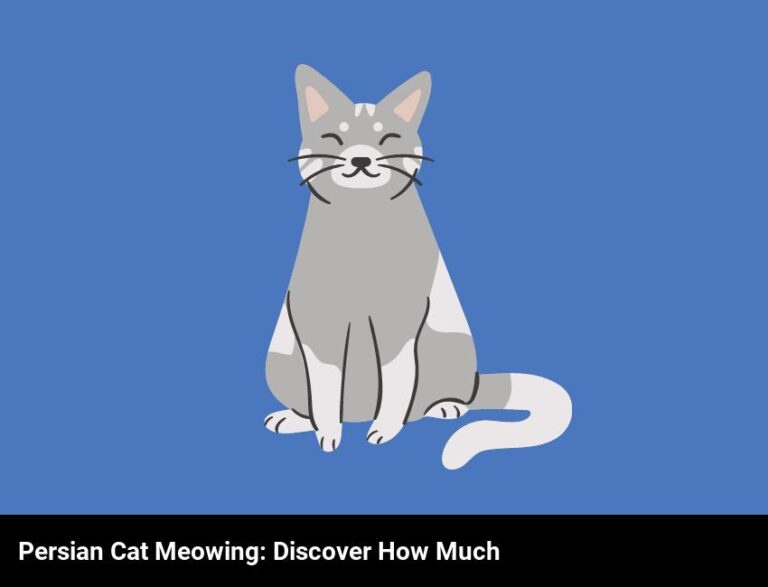 Discover How Much Persian Cats Meow