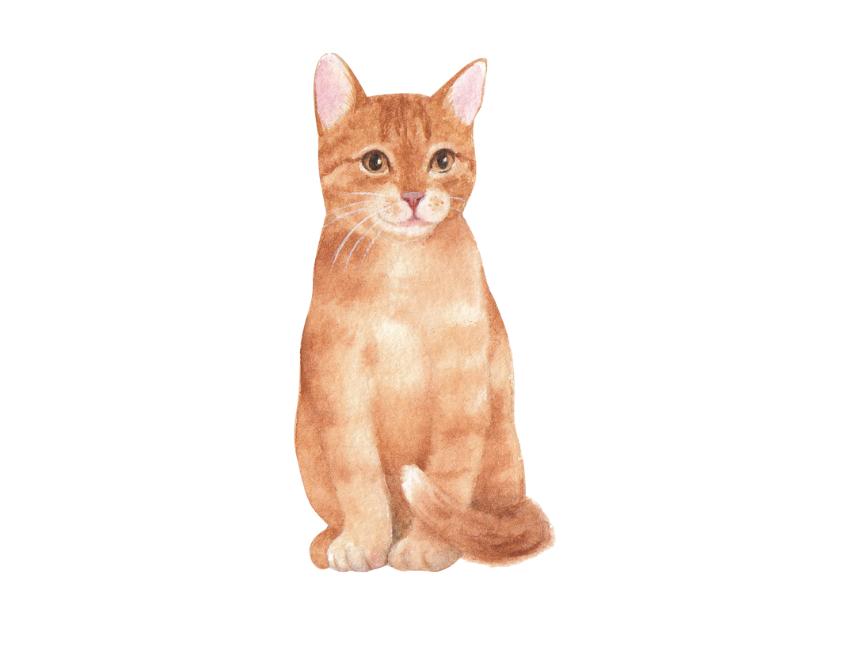 Persian Cat Scratching Posts: Ideal Picks