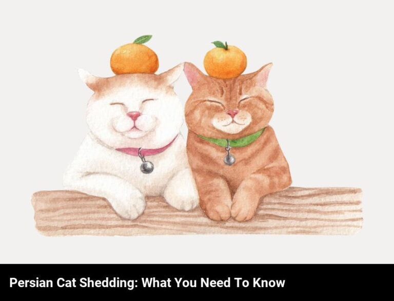 Understanding Persian Cat Shedding