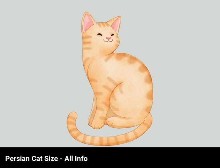 Persian Cat Size: Everything You Need To Know