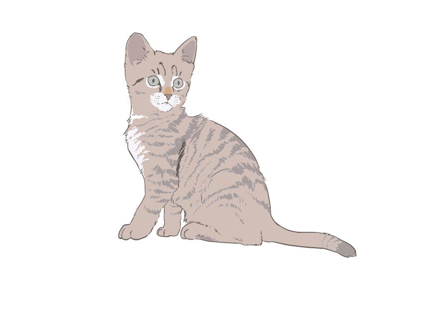 Persian Cat Size & Maturity
