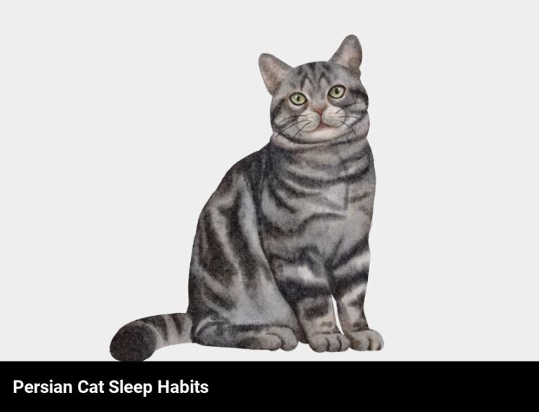 Discover The Sleep Habits Of Persian Cats