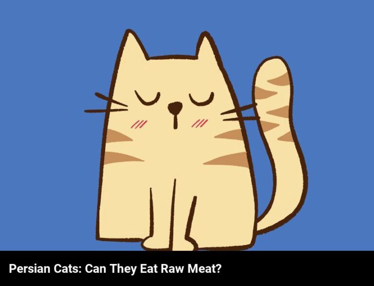 Can Persian Cats Safely Eat Raw Meat?