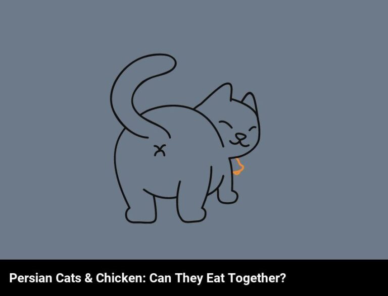 Can Persian Cats Eat Chicken?